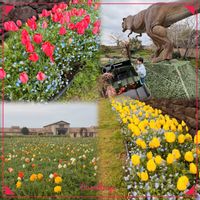 チューリップ,チューリップ,ポピー,ソレイユの丘,ばばバカの画像