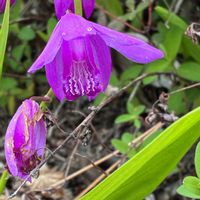 シラン,オランダカイウ,ペラペラヨメナ,マンホールの蓋の画像