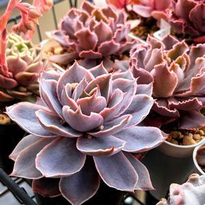 ピンキー,ピンキー,マドレッシュ,マドレッシュ,シャビアナローズの画像