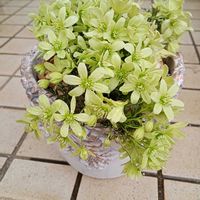 シャクヤク,クレマチス ペトリエイ,ギガンチューム,金魚そう,キッチンの画像