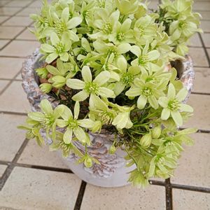 シャクヤク,クレマチス ペトリエイ,ギガンチューム,金魚そう,キッチンの画像