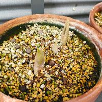 ウラシマソウ,ムサシアブミ,ムサシアブミ,ムサシアブミ,ガーデニングの画像