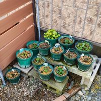 ダイモンジソウ,ウラシマソウ,ガーデニング,ボタニカルライフ,山野草の画像