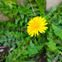 タンポポ,タンポポ,ガーデニング,ボタニカルライフ,山野草の画像