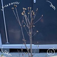 ブルーベリー,コバノ ミツバツツジ,お花大好き♡,復興祈願,今日も笑顔で♡の画像