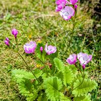 サクラソウ,ミニバラ,日本サクラソウ,山野草,いつもありがとう♡の画像