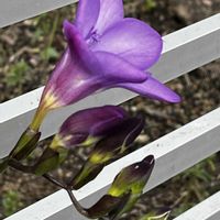 ギボウシ,ギボウシ,フリージア,フリージア,フリージアの画像