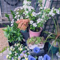 アネモネ,ヒメリンゴ,ハオルチア,トックリラン,沈丁花の画像