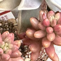 オーロラ,プロリフェラ,カラスバミセバヤ,葉牡丹の花,セダムオーロラの画像