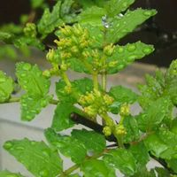 チェリーセージ,マユミ,山椒,花手毬,つぼみの画像