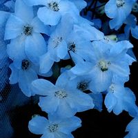 デルフィニウムの画像