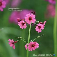 クリンソウ,クリンソウ,サクラソウ,サクラソウ,アガベの画像