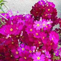 サクラソウ,シバザクラ,シバザクラ,プリムラ マラコイデス,西洋サクラソウの画像