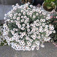 ローダンセマムの画像