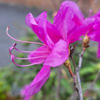 地植え,スマホ撮影,小さな庭の画像