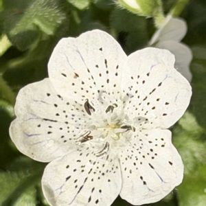 ネモフィラ ペニーブラック,ネモフィラ ペニーブラック,ネモフィラ・インシグニスブルー,ネモフィラ・スノーストーム,ネモフィラ インシグニスブルーの画像