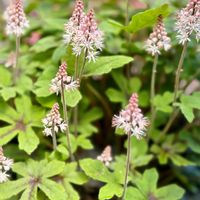 ティアレア,地植え,花のある暮らし,GSのみなさんに感謝♡,花が好きの画像