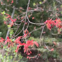 モミジ,お出かけ先の画像