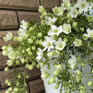 クレマチス  カートマニージョー,常緑クレマチス,鉢植え,かわいい♡,玄関ポーチの画像