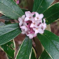 ジンチョウゲ,GSに感謝。,お花のある暮らし,春よ来い,元気に育ててますよの画像