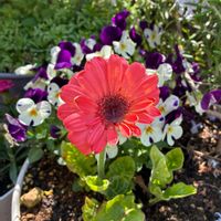 ガーベラの画像