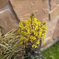 ハボタン,葉牡丹,アブラナ科,アブラナ属,Flowering kaleの画像