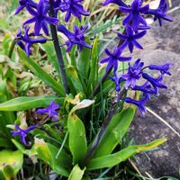 ヒヤシンスの画像