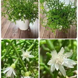 多肉植物,もりもり,リプサス,多肉植物のある暮らし,小さなお花の画像