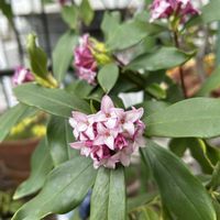 ショウジョウバカマ,ジンチョウゲ,イワヤツデ,チャルメルソウ,山野草の画像