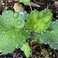 ヒューケラ,ヒューケラ　エバーグリーンフォレスト,庭の宿根草,草マルチ,雑草庭の画像