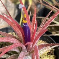 チランジア,イオナンタの画像