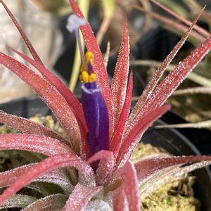 チランジア,イオナンタの画像