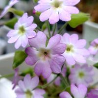 サクラソウ,スパラキシス,エリゲロン,雲南サクラ草！,花のある暮らしの画像