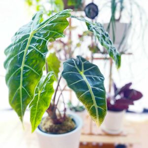 アロカシア・アマゾニカ,アロカシア,観葉植物,リビング,グリーンは癒しの画像