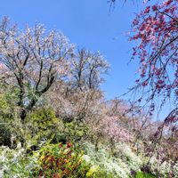 ボケ,ユキヤナギ,枝垂れ桜,さくら サクラ 桜,ヒュウガミズキ（日向水木）の画像
