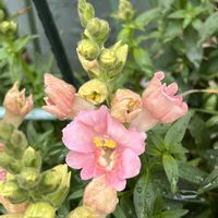 金魚草,ありがとう♡,お花大好き♡,GSに感謝,育てる喜びの画像