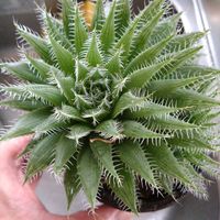 ハオルチア,バルコニスト,HTC社員,HTC94番(^ω^),その他部屋の画像