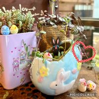 ハートカズラ,そよ風の天使,バナナネックレス,イースター,繋がりに感謝✨の画像