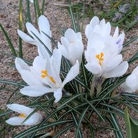 クロッカス,北国のガーデニング,にゃんずガーデン,庭の画像