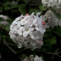 ガマズミ,白野江植物公園,ニオイガマズミ,お出かけ先の画像