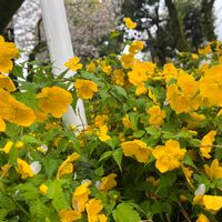 ヤマブキの画像