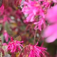 フジ,トキワマンサク,手乗りハス　暁天,チーム愛知,GSアダルトチームの画像