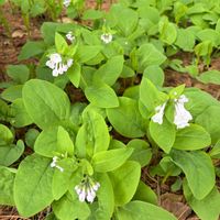 イカリソウ,イカリソウ,バージニアブルーベルの画像