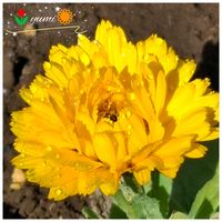 キンセンカ,ステキ☆,癒し…♡,か〜わい〜,2023/09 GSデビューの画像