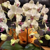 コチョウラン,胡蝶蘭,可愛い〜♡,癒し…♡,ありがとう♡の画像