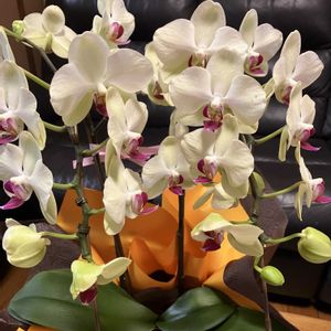 コチョウラン,胡蝶蘭,可愛い〜♡,癒し…♡,ありがとう♡の画像