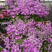 サクラソウ,スイセン,ナスタチウム,パンジー・ビオラ,パンジー・ビオラの画像