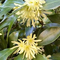 シキミ,黄色い花,さんぽ,日本原産,猛毒の画像