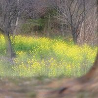 菜の花,ソメイヨシノ,カメラ好き☆,多重露光,ファインダー越しの私の世界の画像