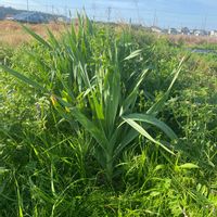 ニンニクの画像